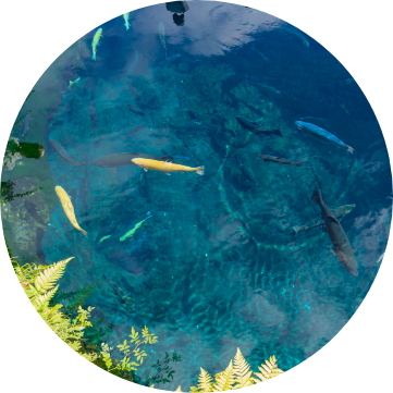 忍野八海
